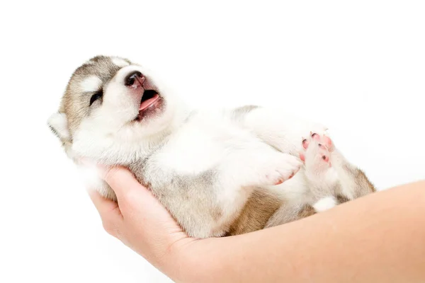 Schattige Siberische Husky Puppy Witte Achtergrond — Stockfoto