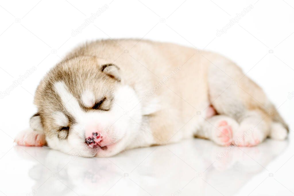 Adorable Siberian Husky puppy on white background