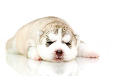 Beyaz arka planda sevimli Sibirya Husky köpeği