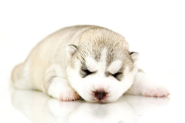 Beyaz arka planda sevimli Sibirya Husky köpeği