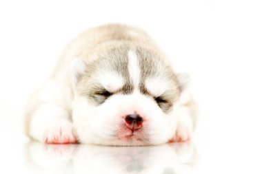 Beyaz arka planda sevimli Sibirya Husky köpeği