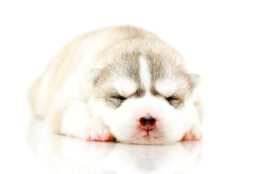 Beyaz arka planda sevimli Sibirya Husky köpeği