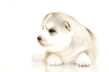 Beyaz arka planda sevimli Sibirya Husky köpeği