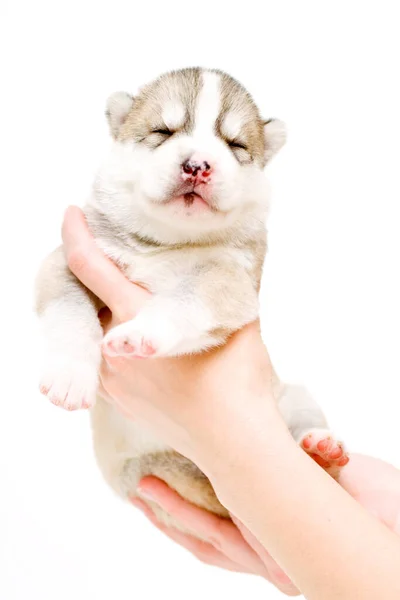 Schattige Siberische Husky Puppy Handen Witte Achtergrond — Stockfoto