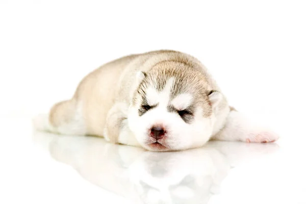 Schattige Siberische Husky Puppy Witte Achtergrond — Stockfoto