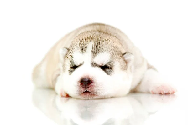 Adorável Siberian Husky Filhote Cachorro Fundo Branco — Fotografia de Stock