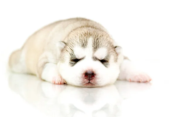 Schattige Siberische Husky Puppy Witte Achtergrond — Stockfoto