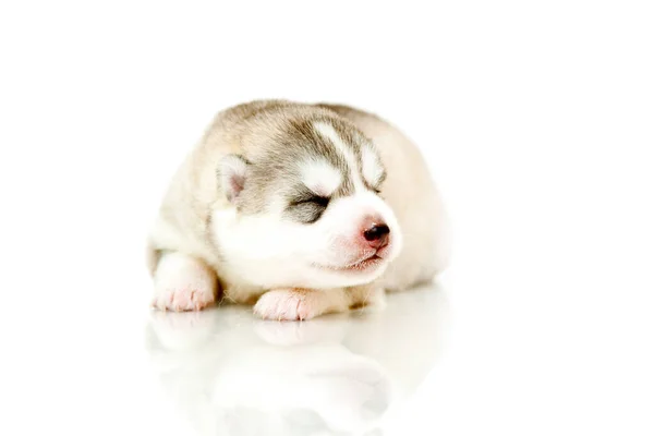 Adorável Siberian Husky Filhote Cachorro Fundo Branco — Fotografia de Stock