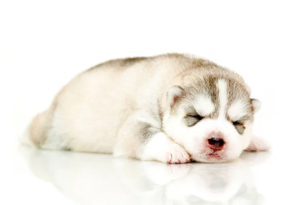 Adorable Siberian Husky Puppy White Background — Stock Photo, Image