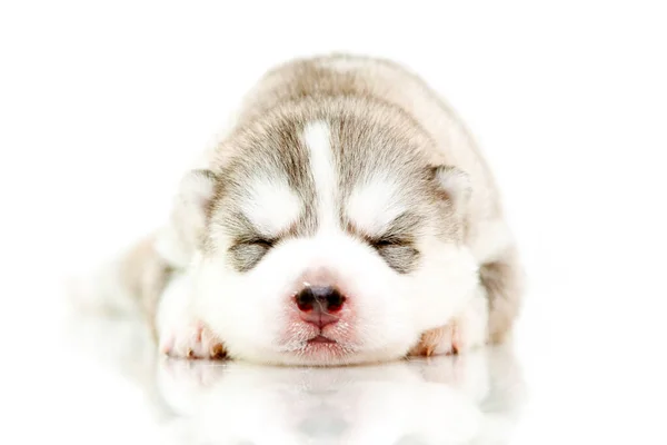 Adorable Chiot Husky Sibérien Sur Fond Blanc — Photo