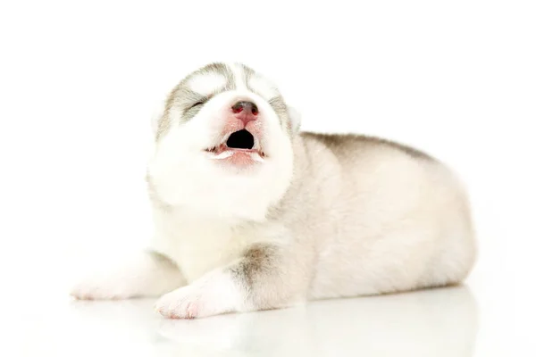 Adorable Siberian Husky Puppy White Background — Stock Photo, Image