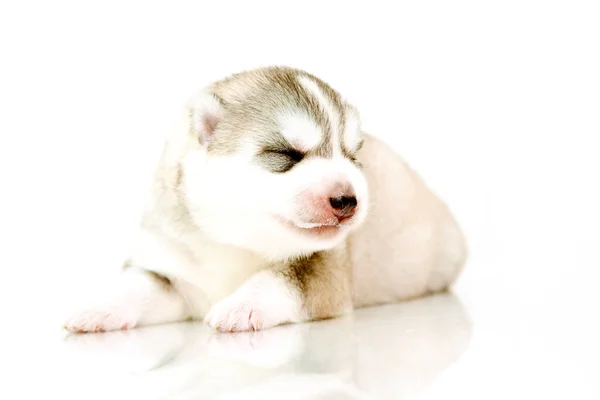 Adorável Siberian Husky Filhote Cachorro Fundo Branco — Fotografia de Stock