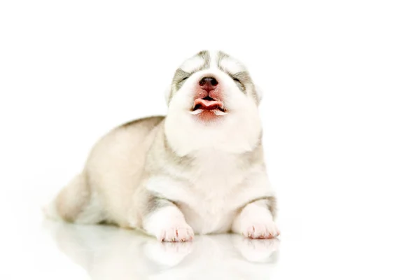 Schattige Siberische Husky Puppy Witte Achtergrond — Stockfoto