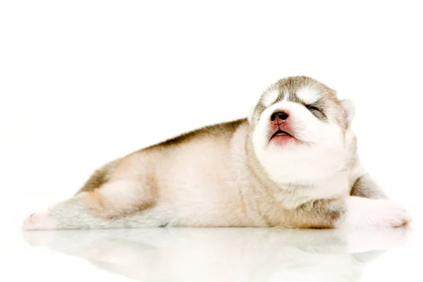 Adorable Siberian Husky Puppy White Background — Stock Photo, Image