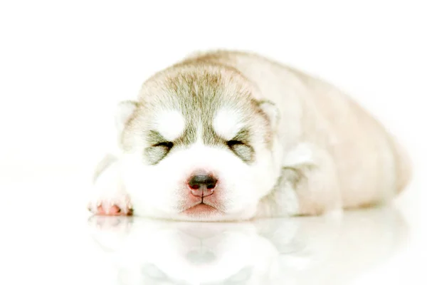 Adorável Siberian Husky Filhote Cachorro Fundo Branco — Fotografia de Stock