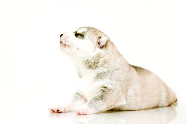 Rozkošné Sibiřské Husky Štěně Bílém Pozadí — Stock fotografie