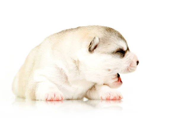 Adorable Cachorro Husky Siberiano Sobre Fondo Blanco — Foto de Stock