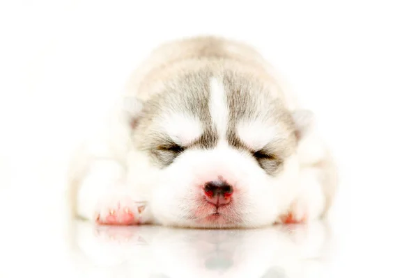 Adorabile Cucciolo Siberiano Husky Sfondo Bianco — Foto Stock