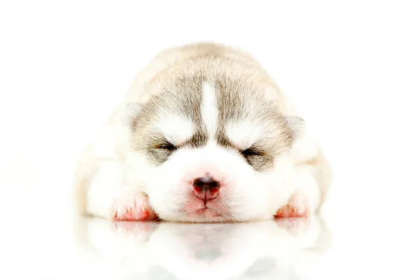 Schattige Siberische Husky Puppy Witte Achtergrond — Stockfoto