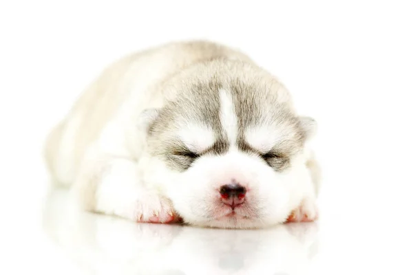 Adorável Siberian Husky Filhote Cachorro Fundo Branco — Fotografia de Stock