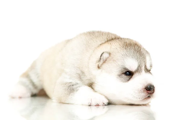 Schattige Siberische Husky Puppy Witte Achtergrond — Stockfoto