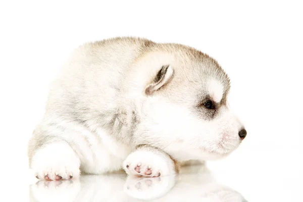 Adorable Siberian Husky Puppy White Background — Stock Photo, Image