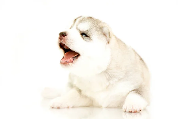 Schattige Siberische Husky Puppy Witte Achtergrond — Stockfoto