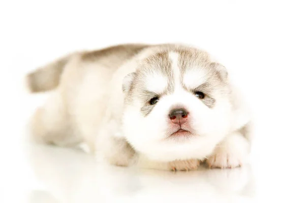 Schattige Siberische Husky Puppy Witte Achtergrond — Stockfoto