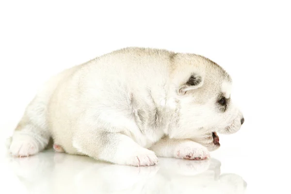 Bedårande Sibiriska Husky Valp Vit Bakgrund — Stockfoto