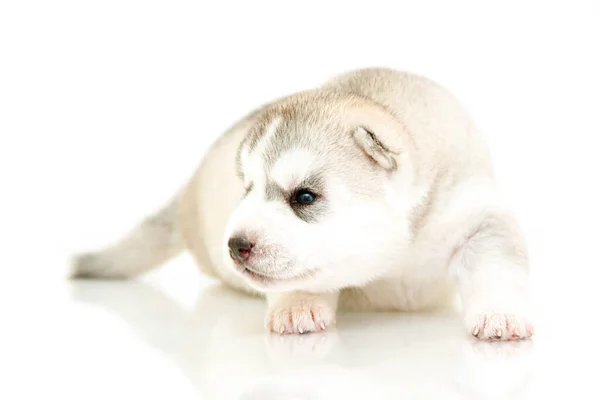 Schattige Siberische Husky Puppy Witte Achtergrond — Stockfoto