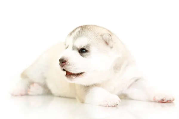 Schattige Siberische Husky Puppy Witte Achtergrond — Stockfoto