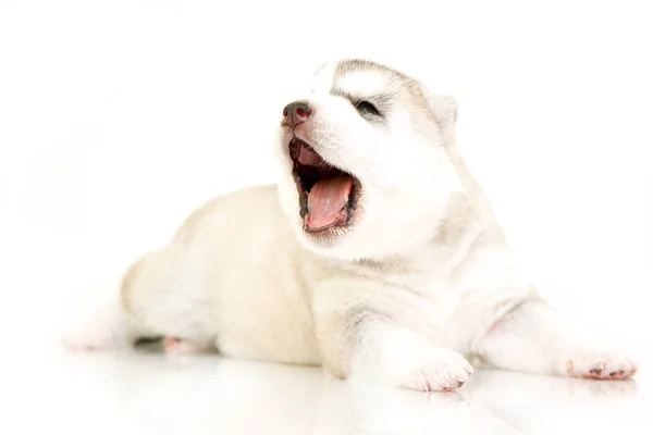 Adorable Cachorro Husky Siberiano Sobre Fondo Blanco — Foto de Stock