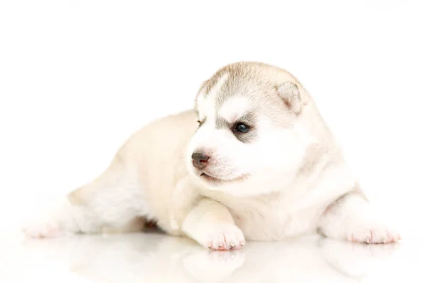 愛らしいシベリアハスキー子犬上の白い背景 — ストック写真