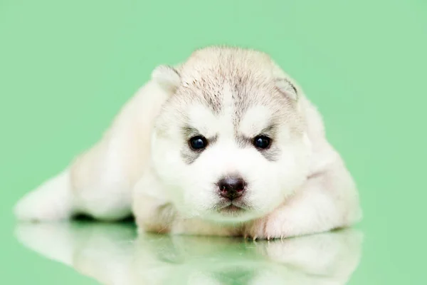 Adorable Cachorro Husky Siberiano Fondo Del Estudio —  Fotos de Stock