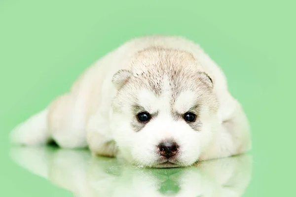 Adorable Cachorro Husky Siberiano Fondo Del Estudio —  Fotos de Stock