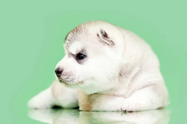 Rozkošné Sibiřské Husky Štěně Pozadí Studia — Stock fotografie