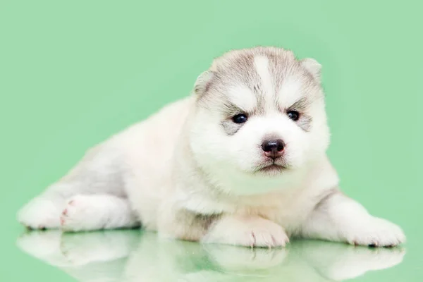 Adorabile Cucciolo Siberiano Husky Sfondo Studio — Foto Stock