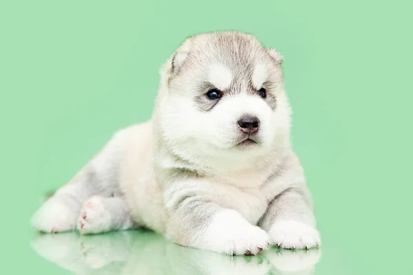 Adorable Cachorro Husky Siberiano Fondo Del Estudio — Foto de Stock