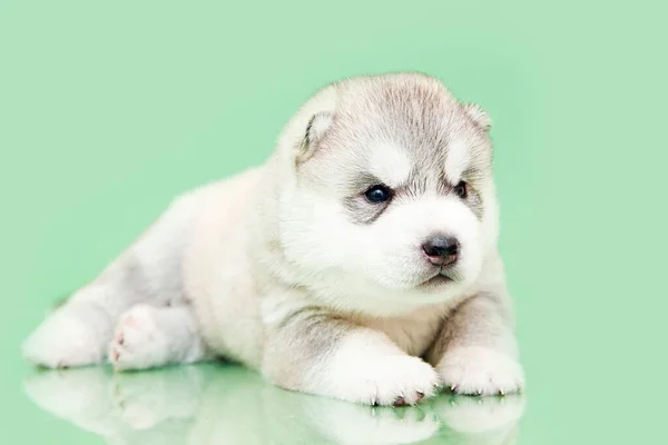 Adorável Siberian Husky Filhote Cachorro Fundo Estúdio — Fotografia de Stock