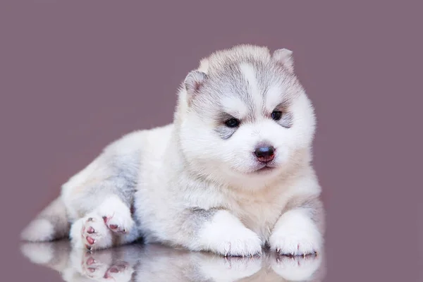 Adorabil Siberian Husky Catelus Fundal Studio — Fotografie, imagine de stoc