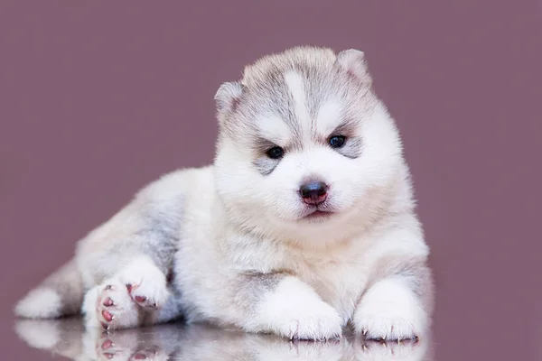 Adorabil Siberian Husky Catelus Fundal Studio — Fotografie, imagine de stoc