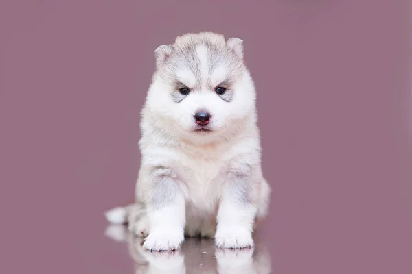Adorable Cachorro Husky Siberiano Fondo Del Estudio — Foto de Stock