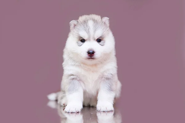 Adorabil Siberian Husky Catelus Fundal Studio — Fotografie, imagine de stoc