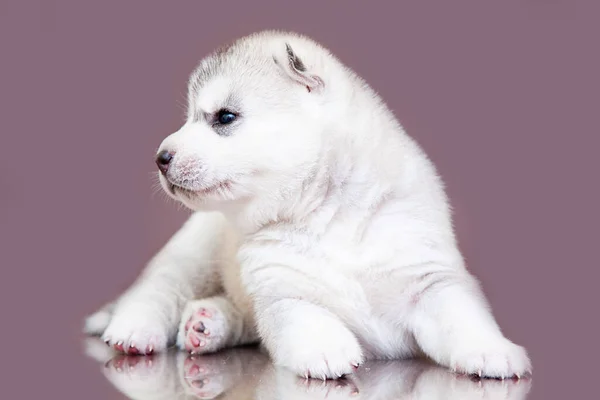 Schattige Siberische Husky Puppy Studio Achtergrond — Stockfoto