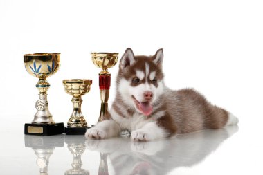 Beyaz arka planda ödül kupaları olan sevimli Sibirya Husky köpeği.