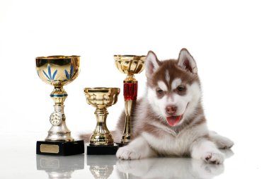 Beyaz arka planda ödül kupaları olan sevimli Sibirya Husky köpeği.