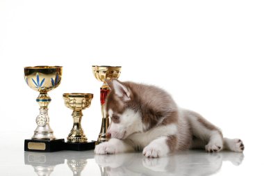 Beyaz arka planda ödül kupaları olan sevimli Sibirya Husky köpeği.