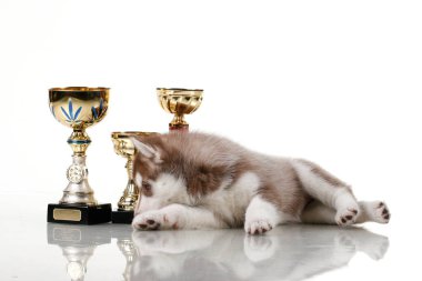 Beyaz arka planda ödül kupaları olan sevimli Sibirya Husky köpeği.