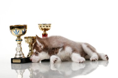 Beyaz arka planda ödül kupaları olan sevimli Sibirya Husky köpeği.