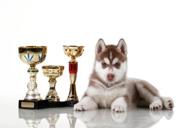 Beyaz arka planda ödül kupaları olan sevimli Sibirya Husky köpeği.